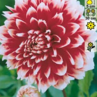 DAHLIA DECORATIVE Red and white Fubuki DAHLIA DECORATIVE Red and white Fubuki