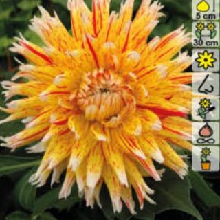 DAHLIA CACTUS Winesome DAHLIA CACTUS Winesome