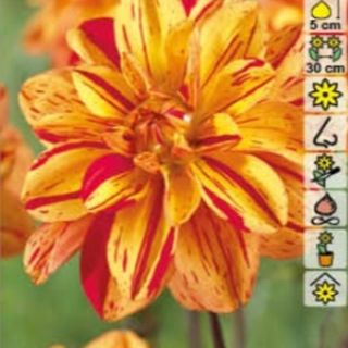 DAHLIA DECORATIVE Pasolini DAHLIA DECORATIVE Pasolini