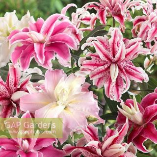 Lilium DOUBLE-4бр. Lilium DOUBLE-4бр.