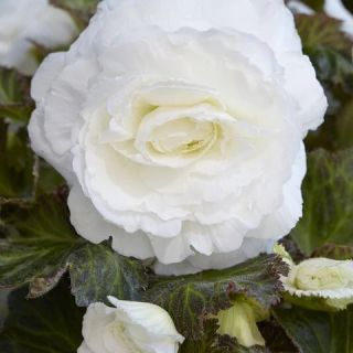 Begonia Camelia MIX - 3бр.