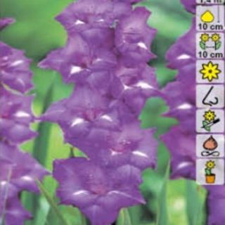 Гладиол BLUE ISLE Гладиол BLUE ISLE