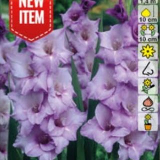 Гладиол BLUE TROPHIC Гладиол BLUE TROPHIC