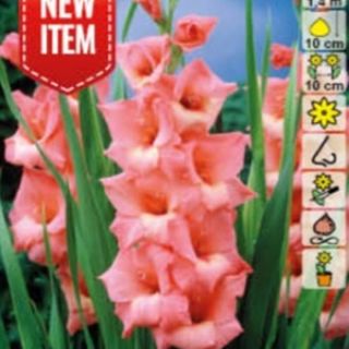 Гладиол Jessica Гладиол Jessica