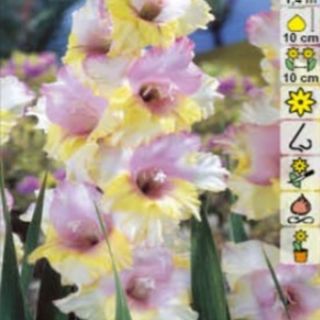 Гладиол MON AMOUR Гладиол MON AMOUR