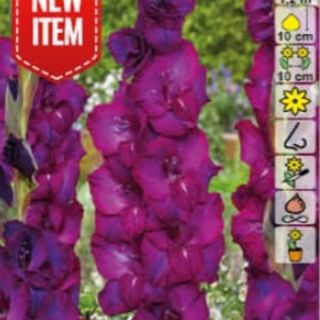 Гладиол NEXT LEVEL Гладиол NEXT LEVEL