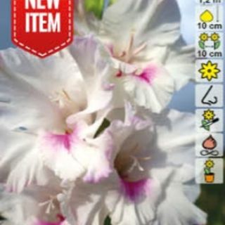 Гладиол NORA JEAN Гладиол NORA JEAN