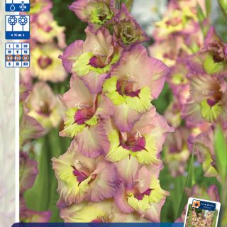 Гладиол Sapporo Гладиол Sapporo