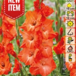 Гладиол STORMY Гладиол STORMY