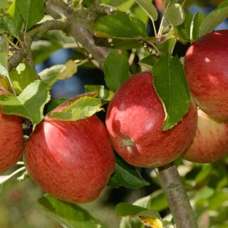 Ябълка нискостеблена червена сорт Гала - Malus Gala