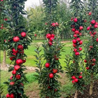 Ябълка нискостеблена червена сорт Гала - Malus Gala