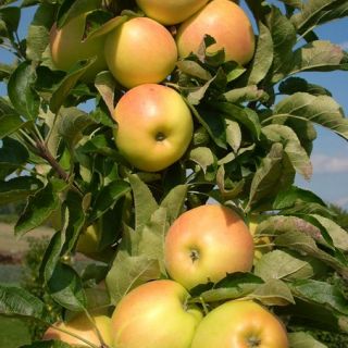 Ябълка нискостеблена светло зелена - Malus Golden delicious