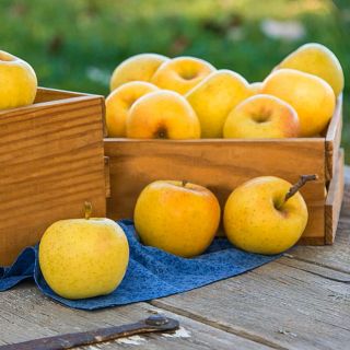 Ябълка нискостеблена светло зелена - Malus Golden delicious