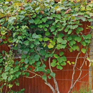 Единственият самоопрашващ се сорт Киви Джени - Actinidia deliciosa Jenny (Kiwi)