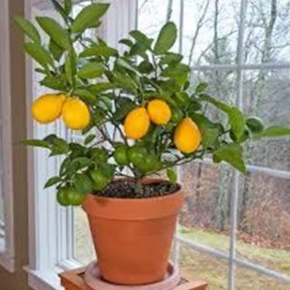 Ароматен нискостеблен едроплоден лимон разсад в саксия - Citrus limon (Lemon)