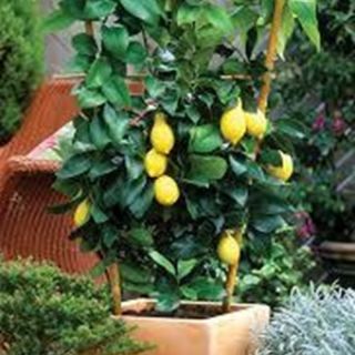 Ароматен нискостеблен едроплоден лимон разсад в саксия - Citrus limon (Lemon)