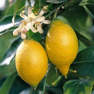 Ароматен нискостеблен едроплоден лимон разсад в саксия - Citrus limon (Lemon)