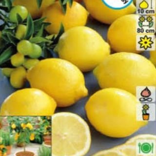 Ароматен нискостеблен едроплоден лимон разсад в саксия - Citrus limon (Lemon)