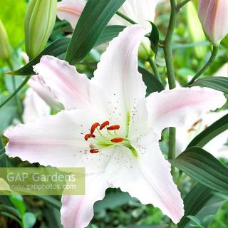 lilium ORIENTAL Marco Polo