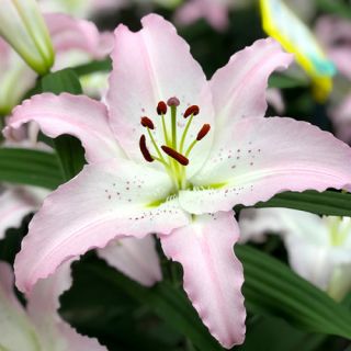 lilium ORIENTAL Marco Polo
