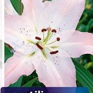 lilium ORIENTAL Marco Polo