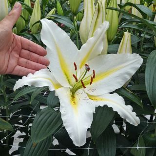 lilium ORIENTAL Montreal