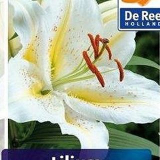 lilium ORIENTAL Montreal