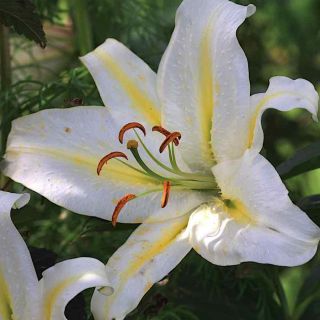 lilium ORIENTAL Montreal