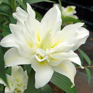 Lilium DOUBLE Polar Star