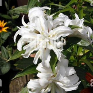 Lilium DOUBLE Polar Star