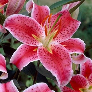 lilium ORIENTAL Stargazer