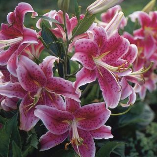 lilium ORIENTAL Stargazer