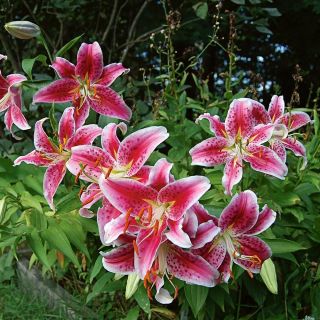 lilium ORIENTAL Stargazer