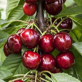 Нискостеблена сладка тъмно червена череша Силвия - Prunus Avium Sylvia