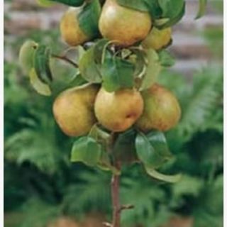 Круша нискостбелна сорт Дойен де Комис - Pyrus Doyenne de Comice