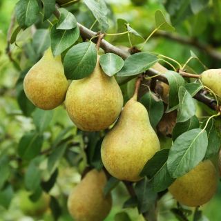 Круша нискостбелна сорт Дойен де Комис - Pyrus Doyenne de Comice