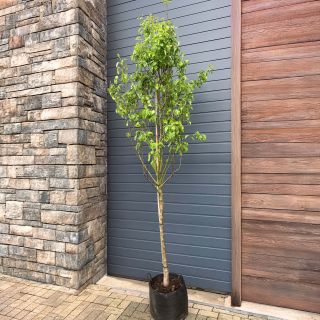 Круша нискостбелна сорт Дойен де Комис - Pyrus Doyenne de Comice