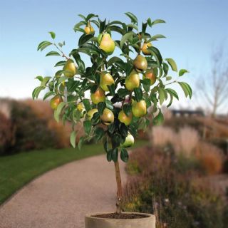 Круша нискостбелна сорт Дойен де Комис - Pyrus Doyenne de Comice