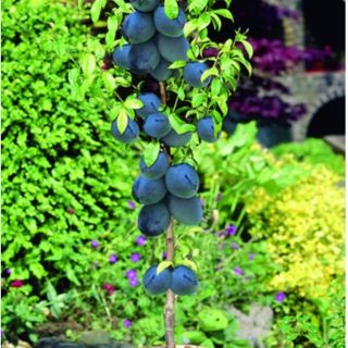 Ароматна нискостеблена едроплодна слива разсад в саксия - Prinus Black Amber (Domestica)