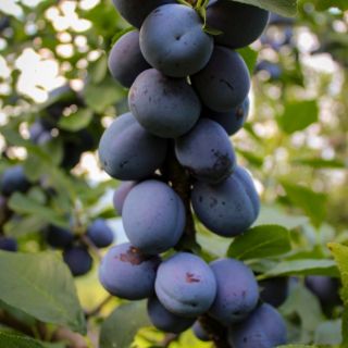 Ароматна нискостеблена едроплодна слива разсад в саксия - Prinus Black Amber (Domestica)