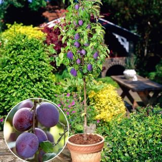 Ароматна нискостеблена едроплодна слива разсад в саксия - Prinus Black Amber (Domestica)