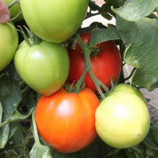 Домати Армира F1 -25бр.семена