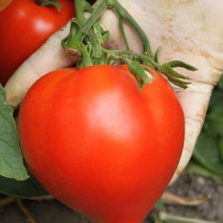 Домати Армира F1 -25бр.семена