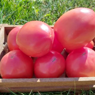 Домати Сандеро F1 (Sandero F1) - 25бр.семена