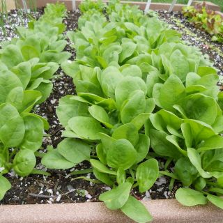 Бейби спанак /Greta F1/ - 5 гр