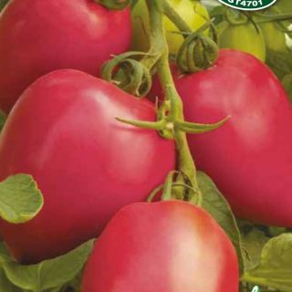 Домати JANGCY F1 - 20бр.семена