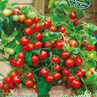 Балконски саксийни домати GARTENPERLE /градински перли/