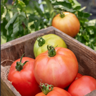 Домати JANGCY F1 - 20бр.семена