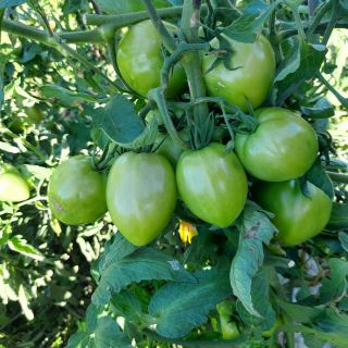 Домати JANGCY F1 - 20бр.семена