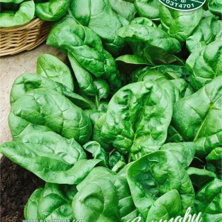 Спанак Матадор /Matador/-10гр